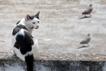 black and white cat on a fence looking for birds. sunny day. selective focus