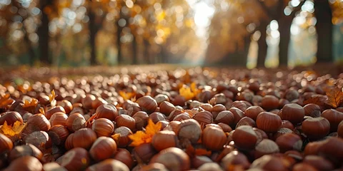 Fotobehang Close-up of hazelnuts in foliage and sunlit forest in autumn. © Iryna