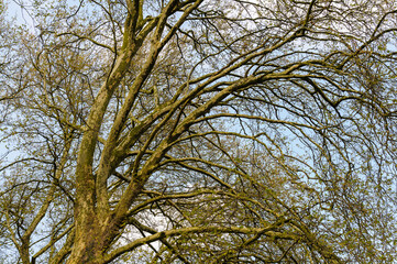 branches of a tree