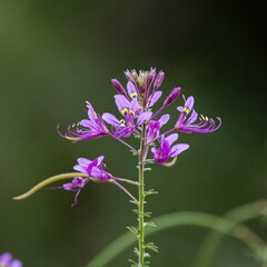 Purple wildflower in Kruger National Park
