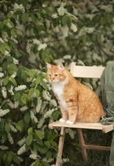 A photo of a red fluffy cat near a flowering tree.