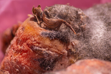 Putrid fungal growths that have covered the surface of carrots after infection. Breaking down...