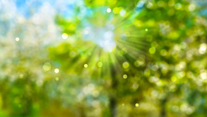 blurred park in spring with defocused sun lights and flowering trees, bright nature scene...