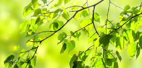 backlit in green leaves of limetree in spring, lush foliage branch isolated on abstract blurred...