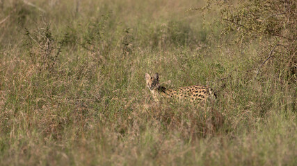 Serval walking, disappearing in tall grass