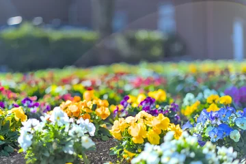 Fototapeten 花壇に植えられた色とりどりのパンジー © 徹 渡邉