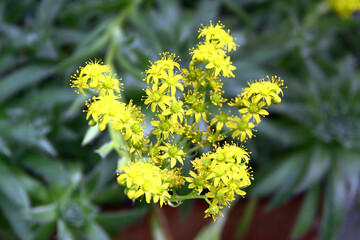 Aeonium simsii, or tree houseleek flowers in a garden