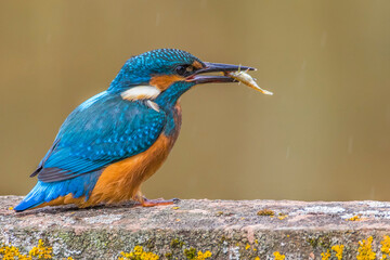 Adorable wild kingfisher with colorful plumage sitting on wooden plank with moss plant with fish in beak against green background