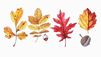 Hand drawn Four autumn leaves rowan acorn and chestnu - obrazy, fototapety, plakaty