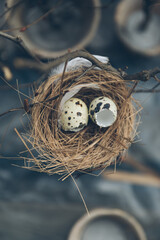 A nest with two quail eggs. The shell is broken. Selective soft focus. The image is tinted.