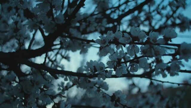 Apricot tree blossom at twilight. Branches with apricot flower buds swaying on the wind, spring apricot tree blossoming. Blooming flowers of almond tree