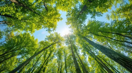 Obraz premium Sunlight Piercing Through Lush Forest Canopy