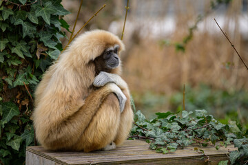 Fototapeta premium A Lar Gibbon sitting on a wooden chest