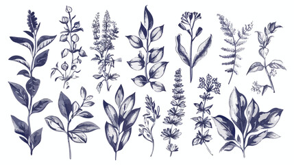Hand drawn herbal elements. Vector collection Vector