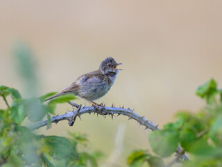 Obraz premium A Common Whitethroat sitting on a bush