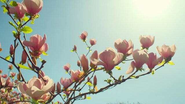 Magnolia flowers. Spring magnolia tree blossoming in park, branches of flowering magnolia swaying on the wind. Blooming garden plant