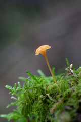 mushroom on a green moss, Rickenella fibula or Omphalina fibula, and commonly known as the orange moss navel, Sardinia, Italy