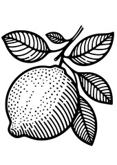 Lemon SVG, Lemon Line Art, Lemon Art Print, Lemon Silhouette, Citrus SVG, Lemon Clipart, Lemon Cut file for Cricut, Lemon Logo, Lemon Design