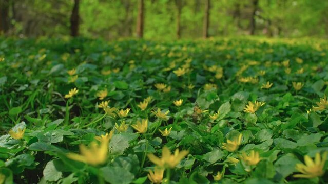 Bright yellow lesser celandine flowers. Beautiful plants of Ficaria verna, green grass in spring park, springtime greenery herb close up