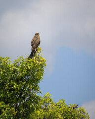 A Black Kite sitting on top of a tree