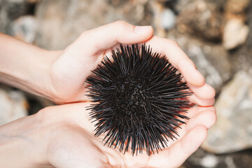 Hands Holding a Sea Urchin