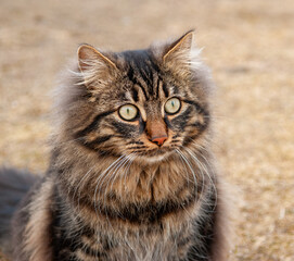 Naklejka na ściany i meble A furry tabby cat with piercing eyes sitting on a textured ground, bathed in sunlight.