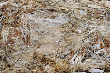 Weathered wood fibers and textures evident on the surface of an old log.
