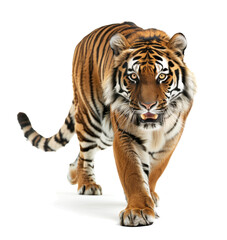 Obraz premium Confident tiger walking forward with a powerful gaze