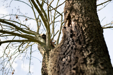 squirrel peeks out from behind a branch