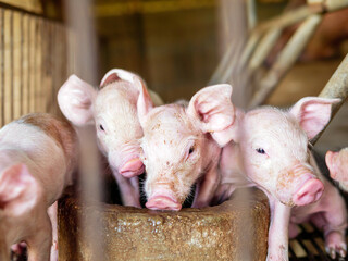Many piglet cute newborn in the pig farm with other piglets, Close-up of masses piglets in pig farm
