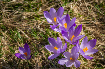 Splendidi crochi o bucaneve a primavera in montagna