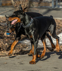 Two Dobermans in the park in the summer for a walk.