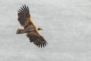 Fototapeta premium White-tailed eagle (Haliaeetus albicilla) in flight