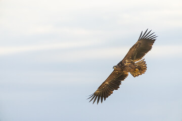 White-tailed eagle (Haliaeetus albicilla) in flight