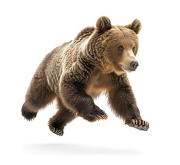 Dynamic brown bear in action running pose