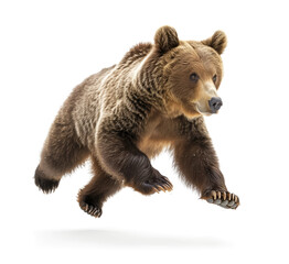 Obraz premium Dynamic brown bear in action running pose