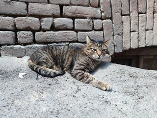 Obraz premium stray cat. cat near the ancient wall. stray cat lies on the street near an old house. stray animals concept