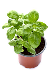 Basil in closeup on white background