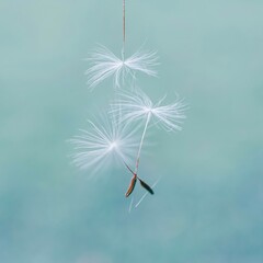Beautiful dandelion flower seed in springtime, blue background