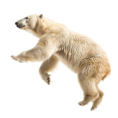 Dancing polar bear with a dynamic pose on white
