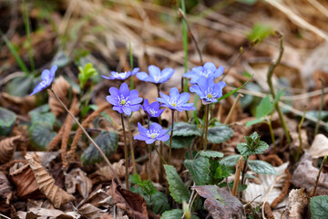 Blooming in the spring forest Hepatica nobilis