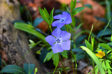 Periwinkle Vinca blue spring flowers in the forest - 787152136