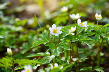 Anemone nemorosa flowers in the spring forest in the sun's rays