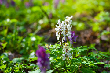 Hollowroot (in Latin: Corydalis cava) blooms in the forest - 787152185