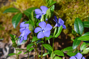 Periwinkle Vinca blue spring flowers in the forest - 787152186