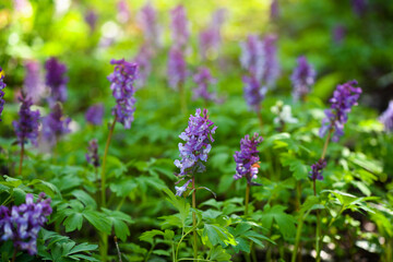 Hollowroot (in Latin: Corydalis cava) blooms in the forest - 787152198