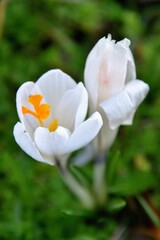 Crocus blanc