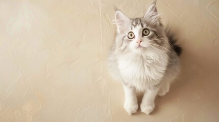 Cat isolated on skin background