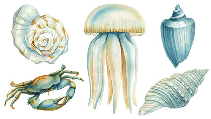 Marine set of seashells, crab, jellyfish on an isolated white background, hand drawing painting, summer sea clipart - 787153741