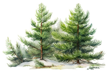 Obraz premium PNG Tree pine spruce plant